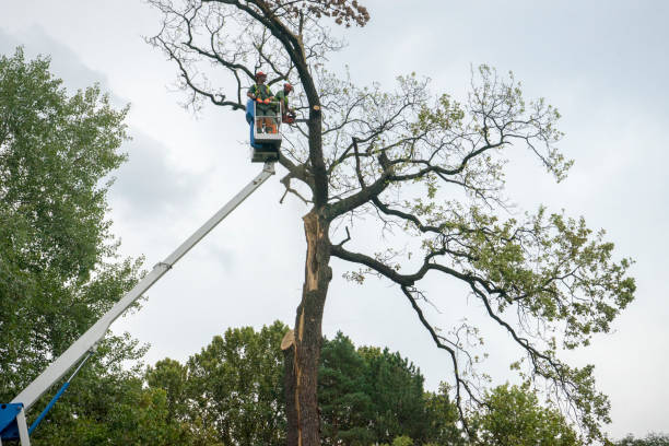 The Steps Involved in Our Tree Care Process in St Charles, MO